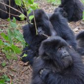  Gorillas (Congo)